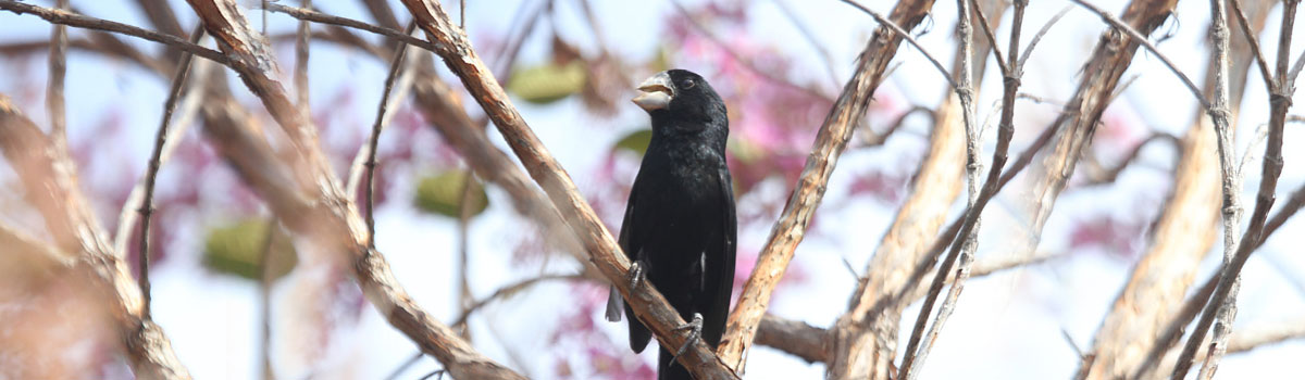 Criadouro Guará