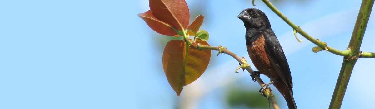 Criadouro Guará